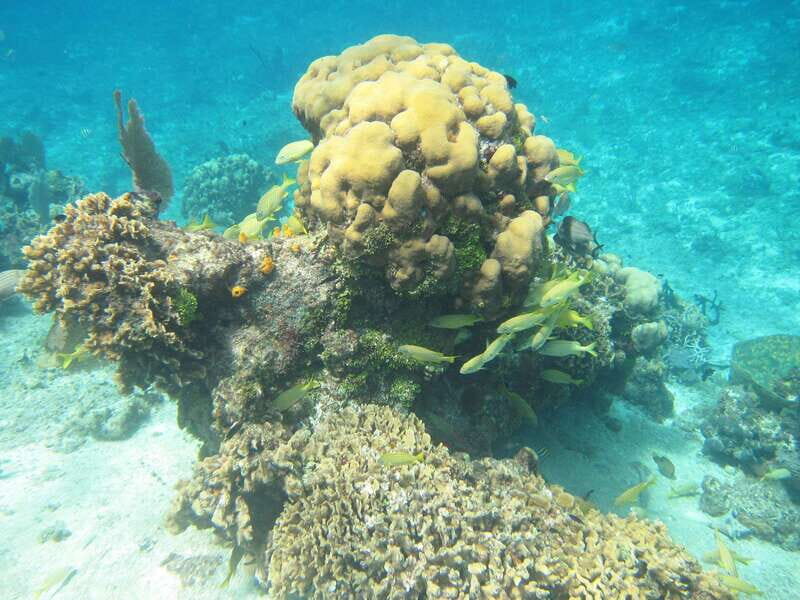 Cozumel: VIP Glass Bottom Boat & Snorkeling 3 Reefs Tour - Stop One: Villa Blanca Reef (First Snorkel Session, First Big Impressions)