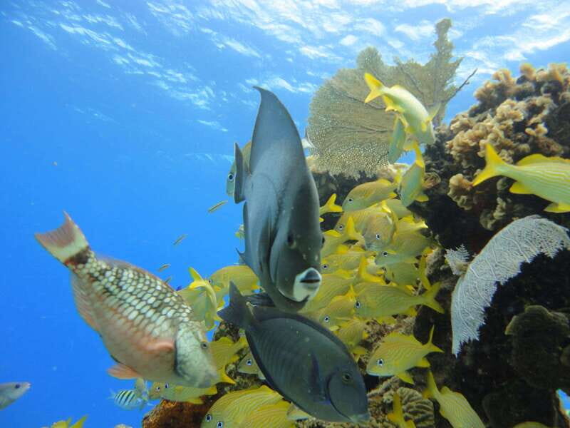 Cozumel: VIP Glass Bottom Boat & Snorkeling 3 Reefs Tour - Stop Three: Deep Paradise Reef (More Wildlife, and Sometimes More People)