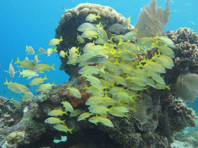 Cozumel: VIP Glass Bottom Boat & Snorkeling 3 Reefs Tour - Snorkel Gear, Underwater Photos, and Whatâs Worth Bringing