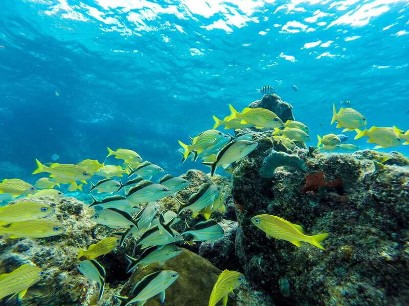Cozumel: West Coast E-Bike and Snorkeling Tour - Who Should Book This E-Bike And Snorkeling Tour (And Who Shouldn’t)