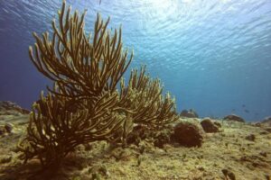 Discover Scuba Diving - Meeting Point Near San Miguel: Finding the Place Without Stress