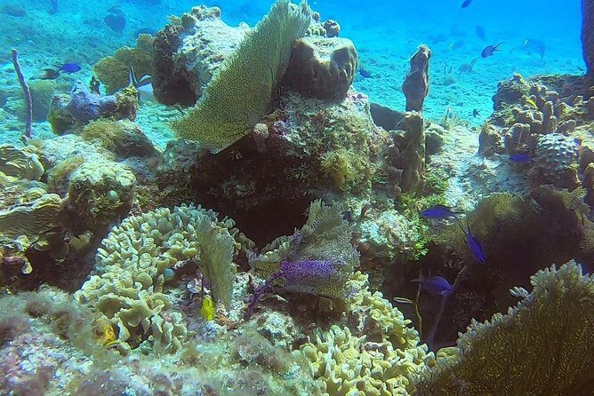 Discover Scuba Diving - Training Underwater: Skills, Signals, and Why Patience Matters