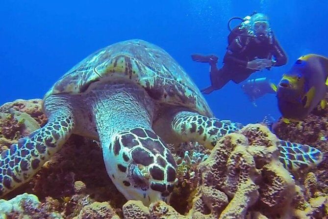 Discover Scuba Diving - Reef Time and Depth: What You Can Realistically Expect