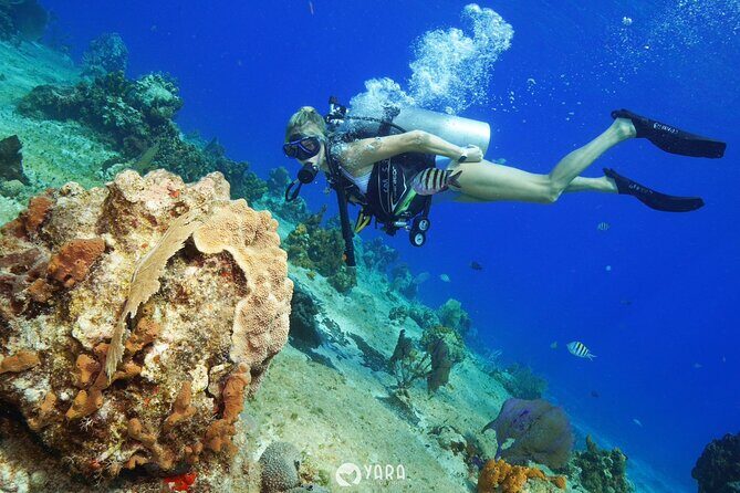 Discover Scuba Diving - Price vs Value: Is $95 Worth It?