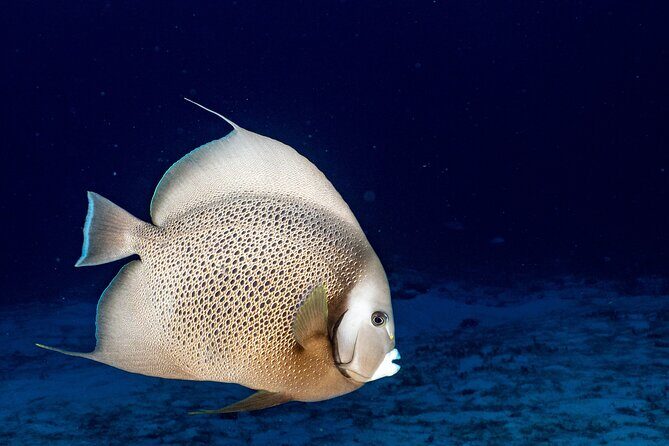 Discover Scuba Diving at Cozumel Marine Park - Getting There: 9:00 Meeting Point and How to Plan Your Morning