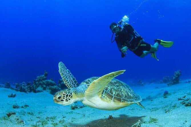 Discover Scuba Diving & Beach Club with Transportation In Riviera Maya - The 45-minute flow: theory, shallow practice, then a recreational underwater segment