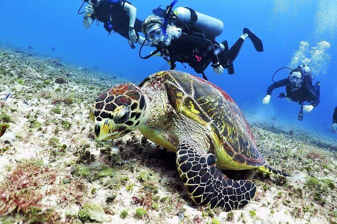 Discover Scuba Diving Course in Playa del Carmen with Two Coral Reef Dives - What Makes the Instructors Matter on Day One