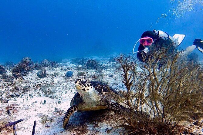 Discover Scuba Diving in Cozumel - Meeting at Tikila Beach Bar and Getting Gear Sorted