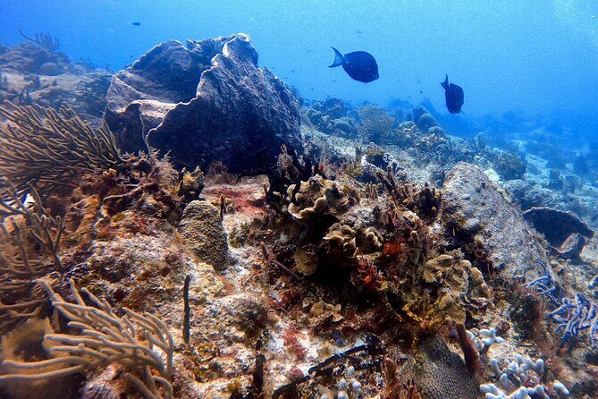 Discover Scuba Diving in Cozumel - Small Group Size and Why It Feels Personal