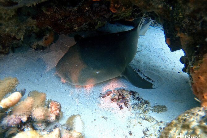 Discover Scuba Diving in Cozumel - The Reef Experience: What You’re Likely to See and Enjoy