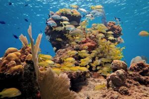 Discover Scuba Diving in Cozumel Paradise Reef - What happens on the boat and in the water (step by step)