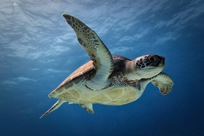 Discover Scuba Diving in Cozumel Paradise Reef - Value for your money: what you’re really getting