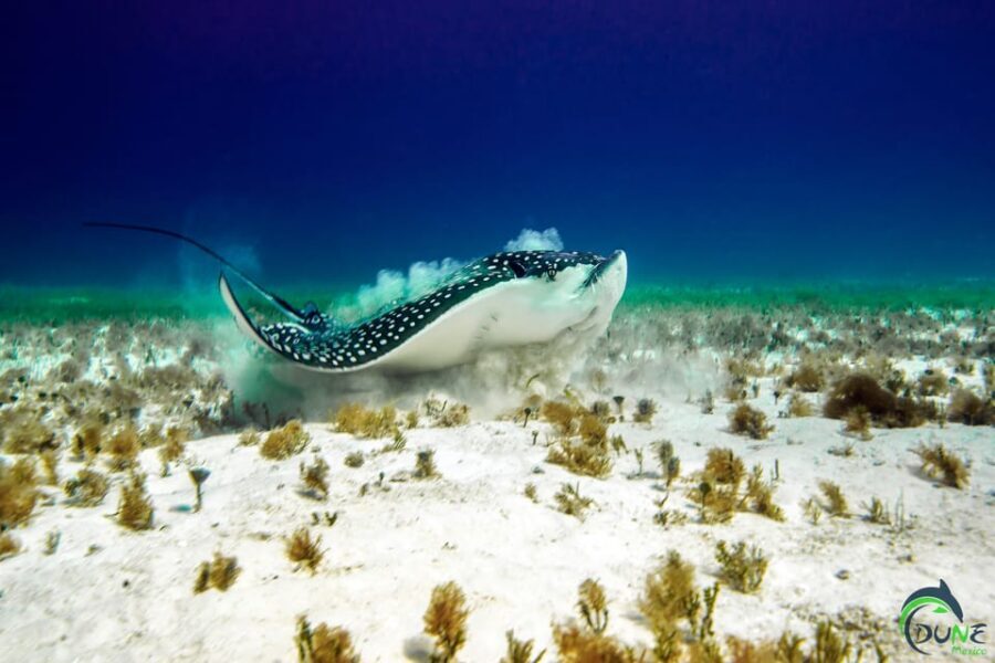 Discover Scuba Diving in Playa del Carmen - 2 dives - Reef Life Details: What You’re Really Looking For