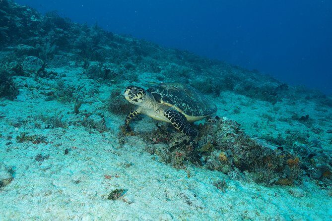 Discover Scuba Diving PADI in Playa del Carmen including underwater video - Pool Practice: Where You Build Confidence the Right Way