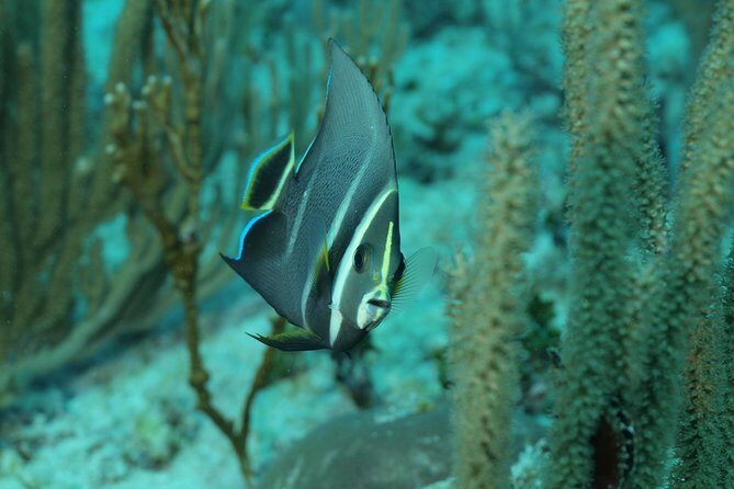 Discover Scuba Diving PADI in Playa del Carmen including underwater video - The Underwater Video: A Souvenir With Actual Value