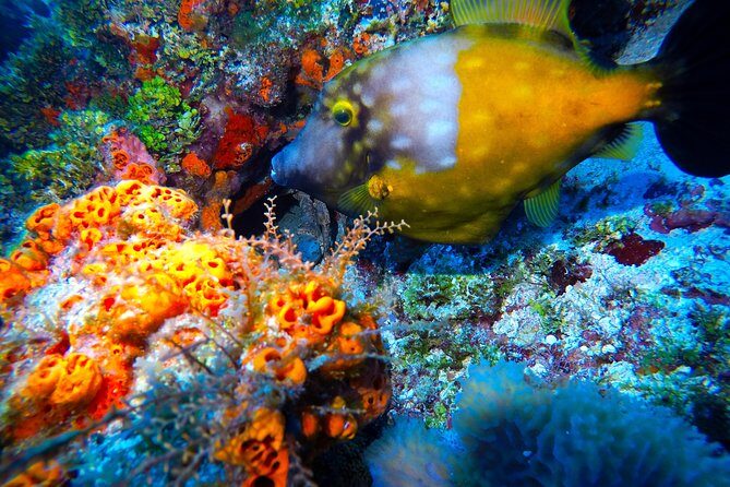 Discover Scuba Diving PADI in Playa del Carmen including underwater video - Pricing and Value: Is $200 Worth It?