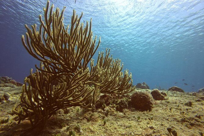 Discover Scuba Diving - Meeting Point Near San Miguel: Finding the Place Without Stress