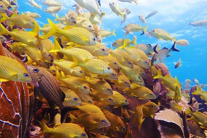 Diving in Cancun Underwater Museum of Art - Who Should Book Diversland Mexico’s Small-Group Scuba Tour