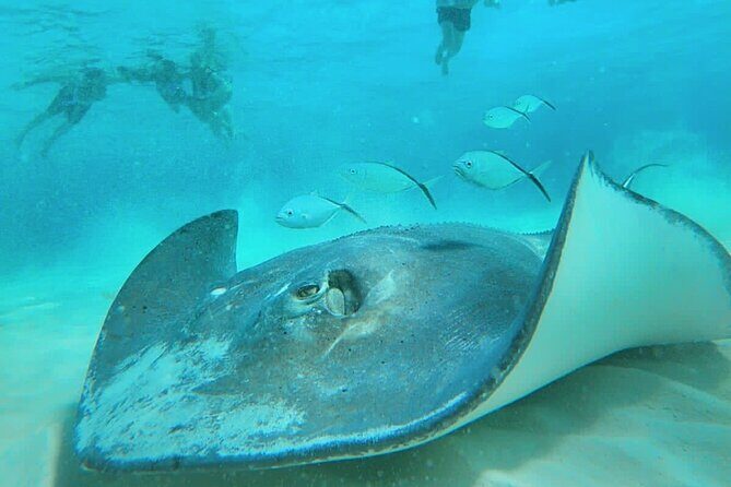 El Cielo Cozumel Snorkel Private Boat + Food + Drinks + Beach - Guides and Boat Crew: Why the Day Feels Smooth