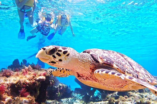 El Cielo Cozumel Snorkeling Tour - All-Inclusive - Food and drinks: included, hearty, and timed for real recovery