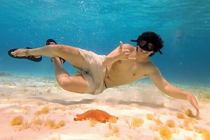 El Cielo Cozumel Snorkeling tour by Private Boat - The wildlife you should actually expect (and how to spot it)