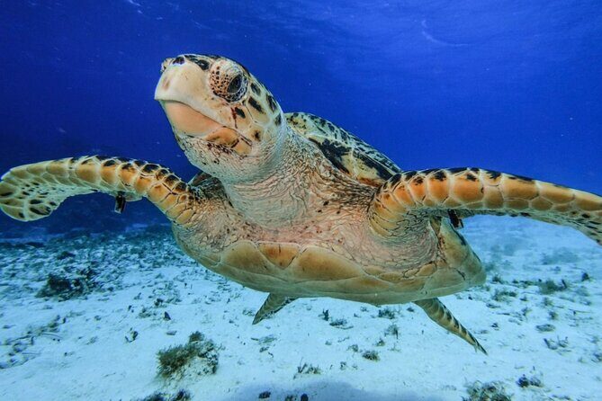 El Cielo Cozumel Snorkeling tour by Private Boat - Boat size, comfort, and who this tour suits best