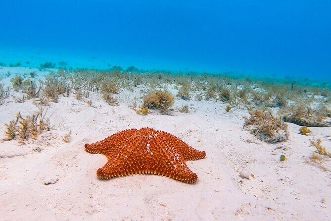 Exclusive Private Boat to El Cielo - Colombia Deep Reef: a second shot at reef life