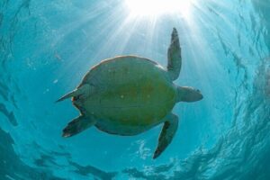 Exotik half a day tour: Cenote Cave and Swimming with Sea Turtles - Picking the right swimmer level for the turtle snorkel