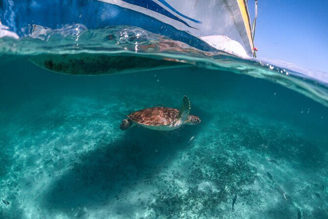 Exotik half a day tour: Cenote Cave and Swimming with Sea Turtles - Cenote Nohoch Nah Chich: the jungle swim with cave facts
