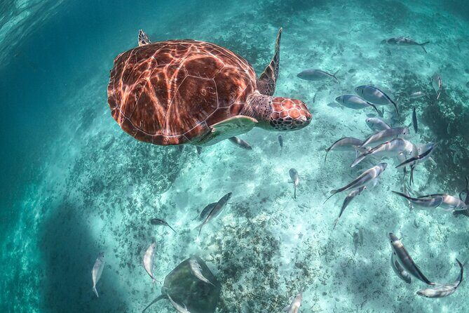 Exotik half a day tour: Cenote Cave and Swimming with Sea Turtles - What the guides do that changes the experience