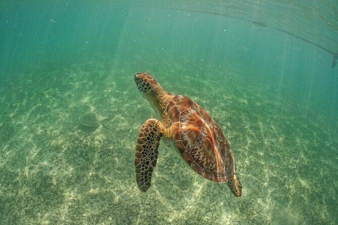 Exotik half a day tour: Cenote Cave and Swimming with Sea Turtles - Duration, crowd levels, and why timing can make or break it