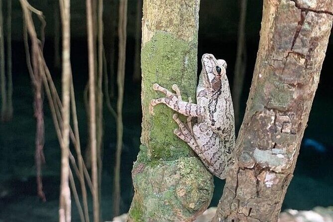 Five Cenotes Jungle Experience in the Riviera Maya - Price and value: what $149 buys you (and why it can be worth it)
