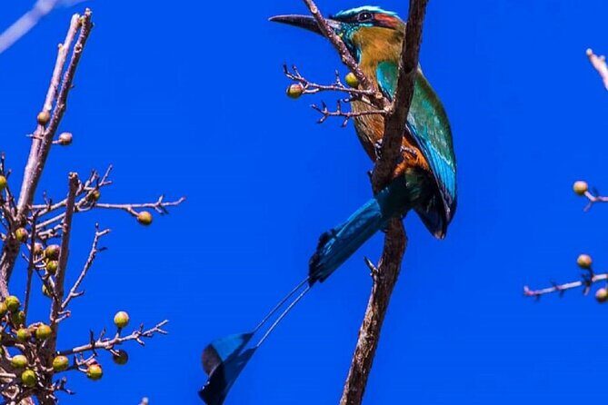 Five Cenotes Jungle Experience in the Riviera Maya - Weather-ready, but pack smart for the jungle