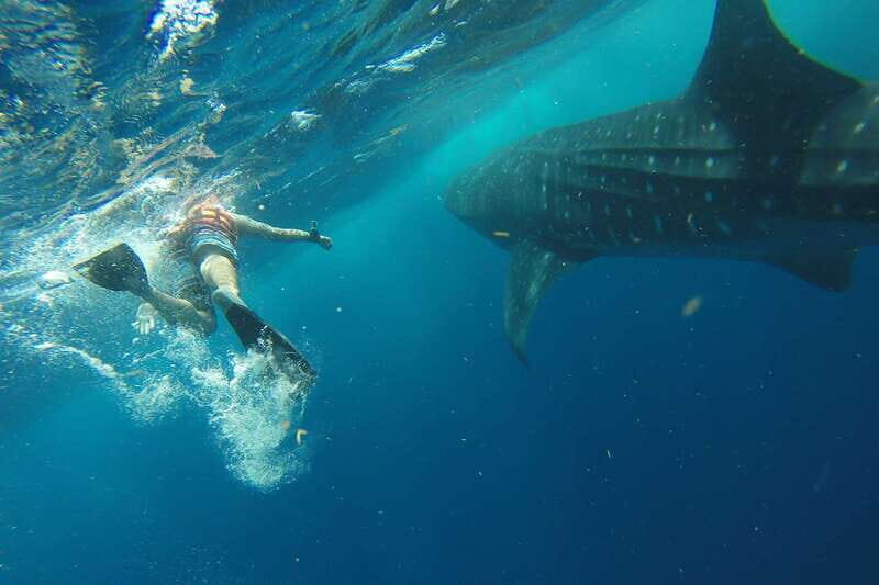 From Playa del Carmen: Whale Shark Tour - Key Highlights That Matter (and Why)
