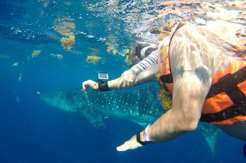 From Playa del Carmen: Whale Shark Tour - The Snorkel Session: Gear, Safety Briefing, and Real Time