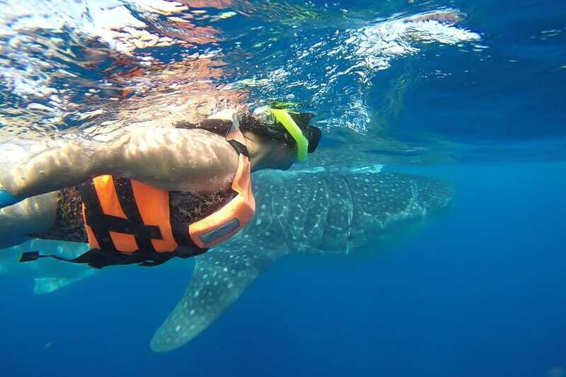 From Playa del Carmen: Whale Shark Tour - Price and Value: What $195 Really Buys You
