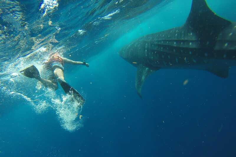 From Playa del Carmen: Whale Shark Tour - The Guide and Crew Make the Difference