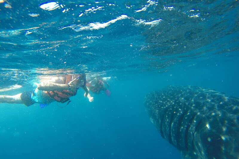 From Playa del Carmen: Whale Shark Tour - Should You Book This Whale Shark Tour from Playa del Carmen?