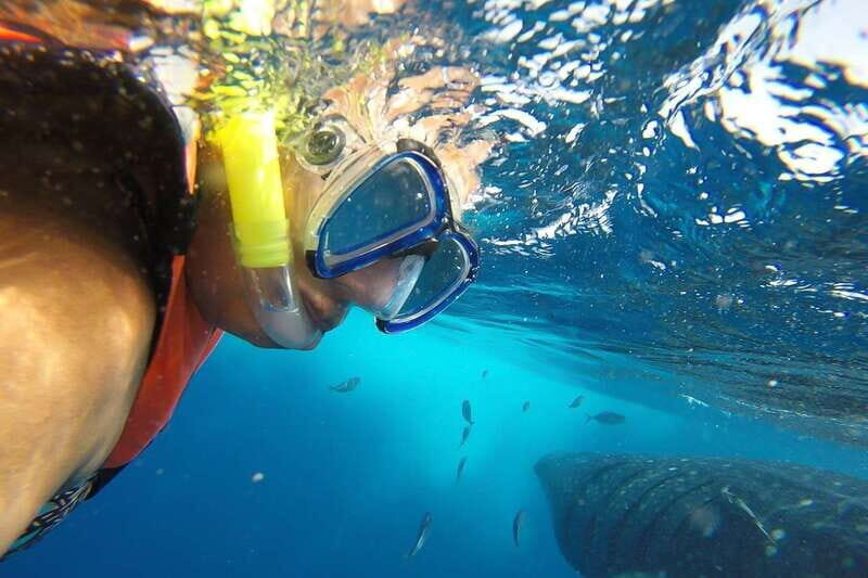 From Playa del Carmen: Whale Shark Tour - From Playa del Carmen to the Marina: The Ride Part