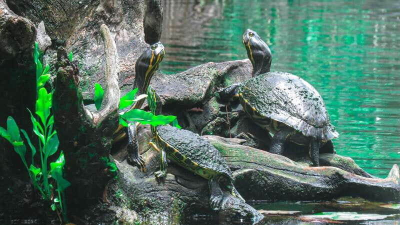 From Riviera Maya: 3 Cenotes Adventure Tour with Lunch - A true Tulum “water + caves” day, not just another photo stop