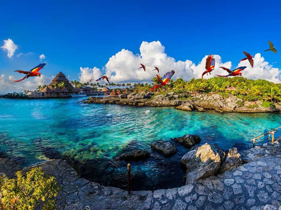 From Riviera Maya: Complete Combo to Xcaret Park! - First Look: What Makes This Xcaret Day Feel Special