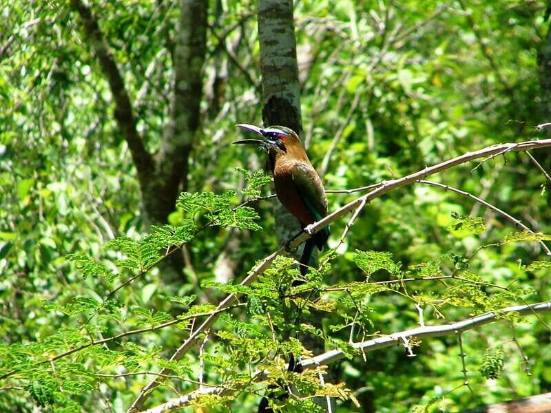 From Riviera Maya : Sian Ka'an Muyil Birdwatching with Guide - Muyil archaeological trails: the “why” behind bird diversity