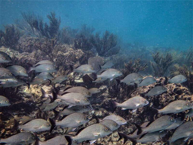 From Riviera Maya: Snorkeling & Private Cenote Half-Day Tour - Bring-This Checklist: Make the Cenote and Reef Parts Feel Easy