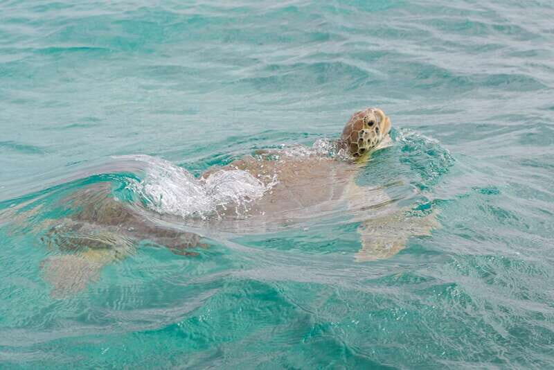 From Tulum: Sian Kaan Boat Trip Adventure with Lunch - Photo Stop and Swimming Time: Your Back-Up “Water Moment”