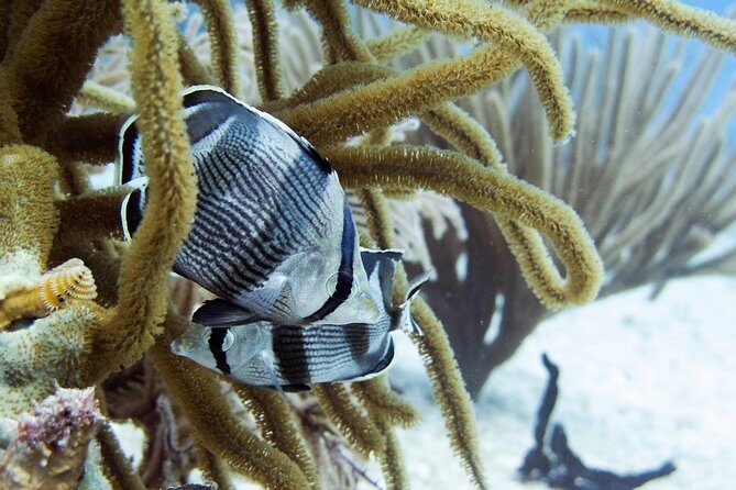 Full-Day Playa del Carmen Reef Diving Activity - The Boat Ride Out: Short Transfer, Big Payoff