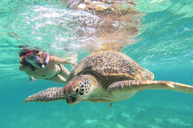 Full Day Tour to Tulum Cenote and Swim with Turtles in Akumal - Key highlights to know before you go