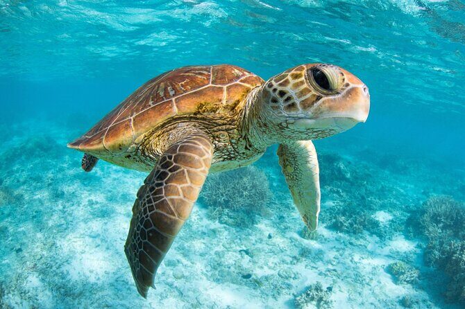 Full Day Tour to Tulum Cenote and Swim with Turtles in Akumal - Akumal turtle snorkeling: lockers, vests, and the crowd factor