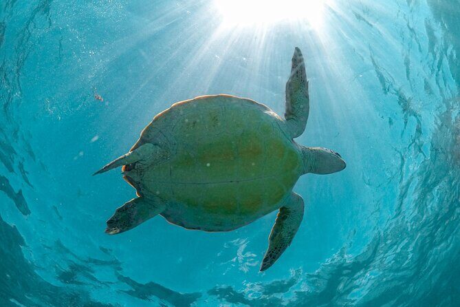 Full Day Tulum Ruins Tour Cenote and Swimming with Sea Turtles - What’s included (and what you’ll want to bring anyway)