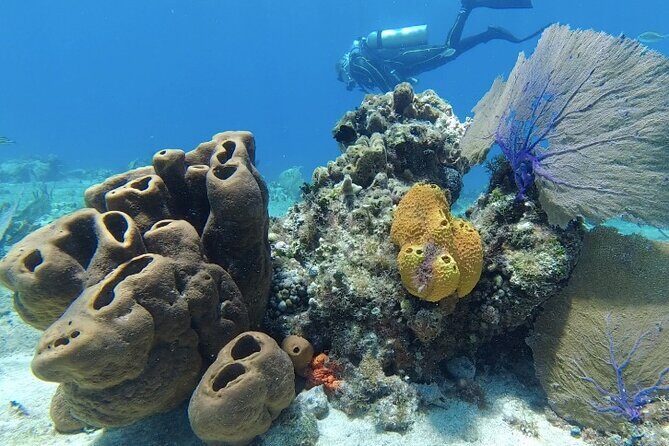 Fun Dive Machine in Playa del Carmen or Cozumel-For Certificates - Key Highlights at a Glance