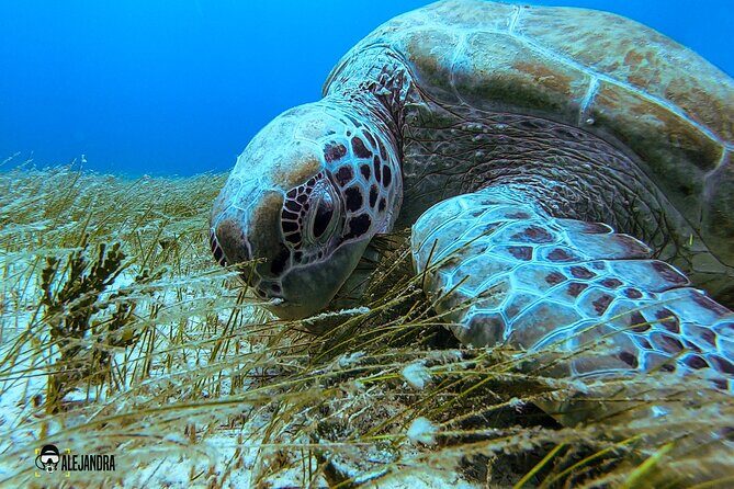 Fun Dive Machine in Playa del Carmen or Cozumel-For Certificates - Playa del Carmen vs. Cozumel: Pick the Style of Water You Want